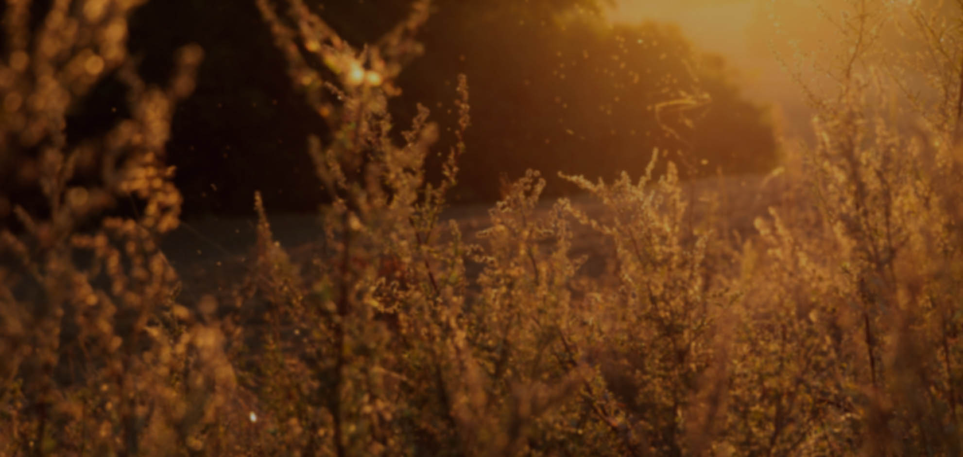 在线短信验证码接收